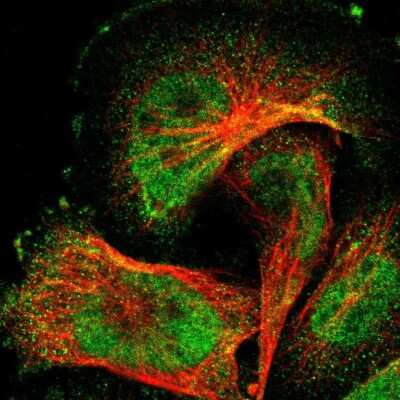 Immunocytochemistry/ Immunofluorescence: WW domain binding protein 5 Antibody [NBP1-84208]
