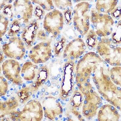 Immunohistochemistry-Paraffin: WWC2 Antibody - Azide and BSA Free [NBP3-15585]