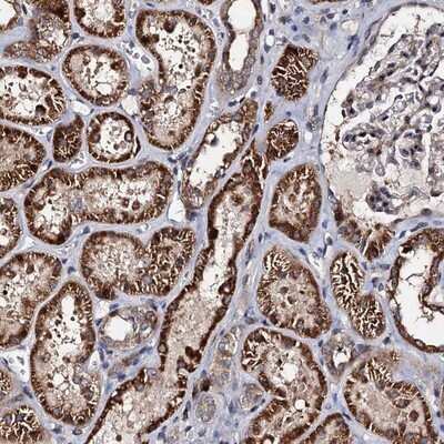 Immunohistochemistry-Paraffin: WWC3 Antibody [NBP1-90755]