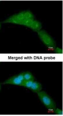 Immunocytochemistry/ Immunofluorescence: WWOX Antibody [NBP1-33456]