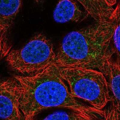 Immunocytochemistry/ Immunofluorescence: WWOX Antibody [NBP2-47579]