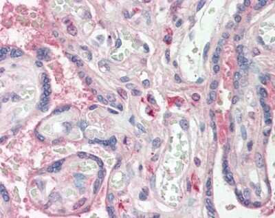 Immunohistochemistry-Paraffin: WWOX Antibody [NBP1-33456]