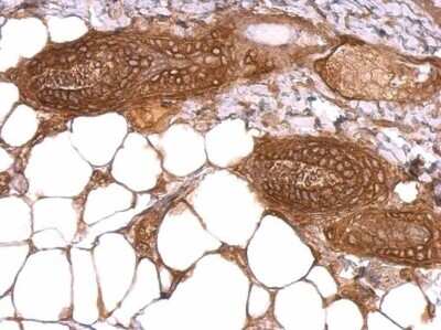 Immunohistochemistry-Paraffin: WWOX Antibody [NBP1-33456]