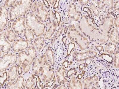 Immunohistochemistry-Paraffin: WWOX Antibody [NBP2-97814]