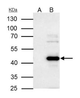 Immunoprecipitation: WWOX Antibody [NBP1-33456]