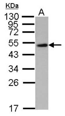 Western Blot: WWOX Antibody [NBP1-33456]