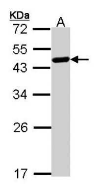 Western Blot: WWOX Antibody [NBP1-33456]