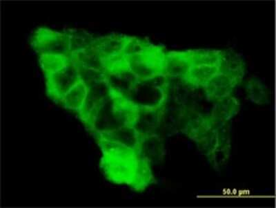 Immunocytochemistry/ Immunofluorescence: WWP1 Antibody (1A7) [H00011059-M01]