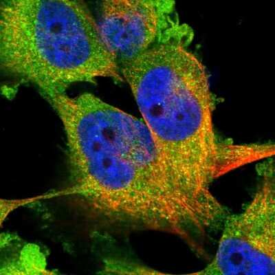 Immunocytochemistry/ Immunofluorescence: WWP1 Antibody [NBP1-89179]