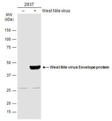 Western Blot: West Nile Virus Envelope Antibody [NBP3-13059]