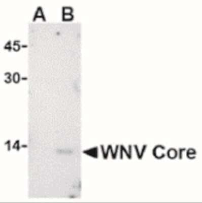 Western Blot: West Nile Virus C Protein AntibodyBSA Free [NBP2-41054]
