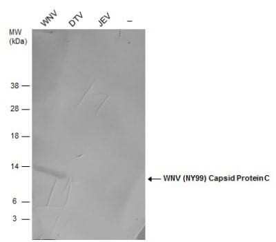 Western Blot: West Nile Virus C Protein Antibody [NBP3-13052]