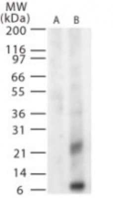 Western Blot: West Nile Virus MP AntibodyBSA Free [NB100-56743]