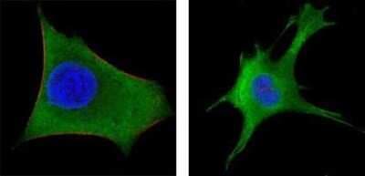 Immunocytochemistry/ Immunofluorescence: Wnt-1 Antibody (10C8) - BSA Free [NBP1-51575]