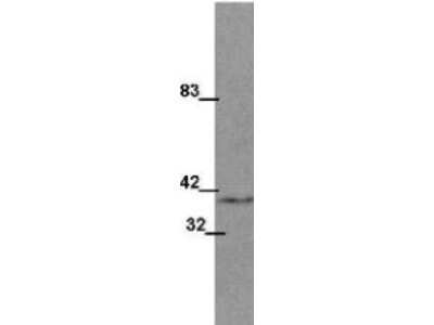 Western Blot: Wnt-1 Antibody (13F9) [NBP1-42739]
