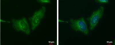 Immunocytochemistry/ Immunofluorescence: Wnt-11 Antibody [NBP1-31406]
