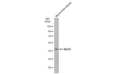 Western Blot: Wnt-11 Antibody [NBP1-31406]
