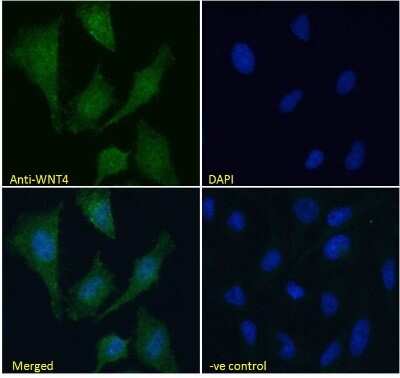 Immunocytochemistry/ Immunofluorescence: Wnt-4 Antibody [NB100-1006]