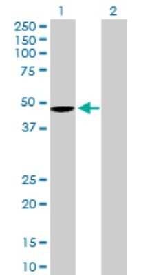 Western Blot: Wnt-5b Antibody [H00081029-B01P]
