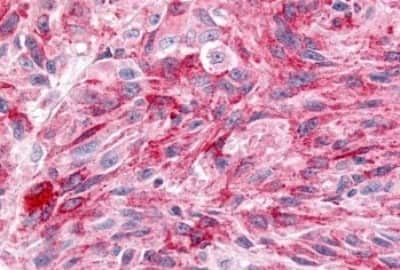 Immunohistochemistry-Paraffin: Wnt-8a Antibody [NBP3-14523]