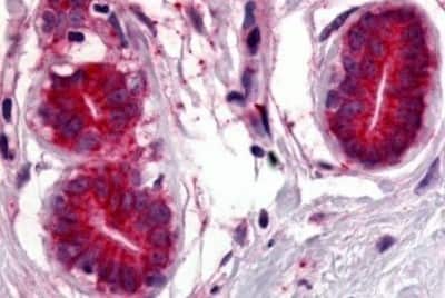 Immunohistochemistry-Paraffin: Wnt-8a Antibody [NBP3-14523]