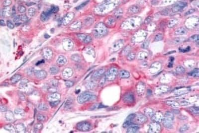 Immunohistochemistry-Paraffin: Wnt-8a Antibody [NBP3-14523]