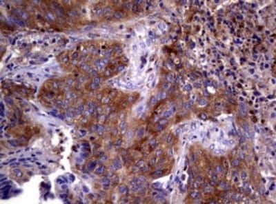 Immunohistochemistry: Wnt3 Antibody (OTI1G7) [NBP2-46367]