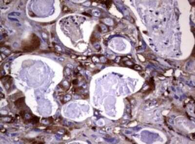 Immunohistochemistry: Wnt3 Antibody (OTI1G7) - Azide and BSA Free [NBP2-74869]