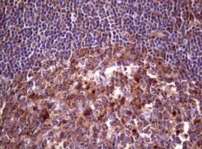 Immunohistochemistry: Wnt3 Antibody (OTI1G7) - Azide and BSA Free [NBP2-74869]