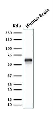 Western Blot: XAB1 Antibody (GPN1/2350) [NBP2-75782]