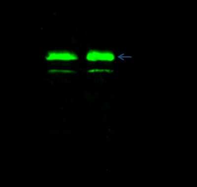 Immunoprecipitation: XAB1 Antibody [NBP2-98842]