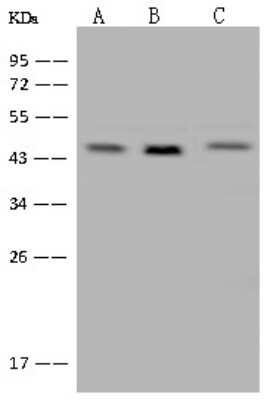 Western Blot: XAB1 Antibody [NBP2-97600]