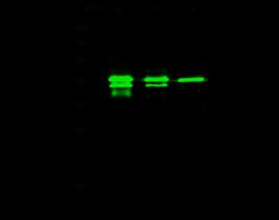 Western Blot: XAB1 Antibody [NBP2-98842]