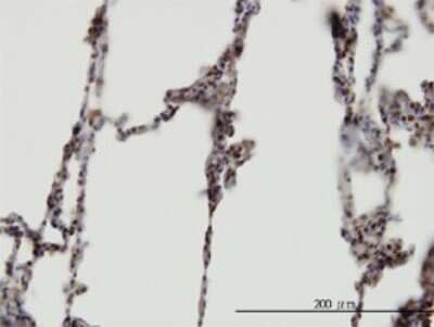 Immunohistochemistry-Paraffin: XAB2 Antibody (1D1-1A9) [H00056949-M01]