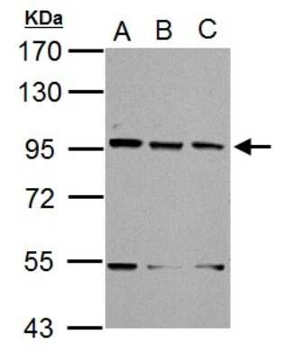 Western Blot: XAB2 Antibody [NBP2-20916]
