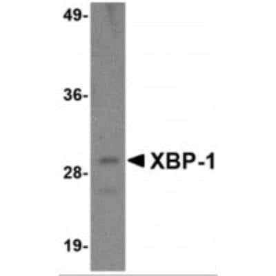 Western Blot: XBP1 Antibody (3H1G4)BSA Free [NBP1-75514]