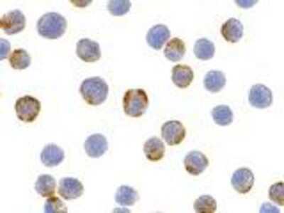 Immunocytochemistry/ Immunofluorescence: XBP1 Antibody - BSA Free [NBP1-77252]