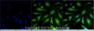Immunocytochemistry/ Immunofluorescence: XBP1 Antibody - BSA Free [NBP1-77681]