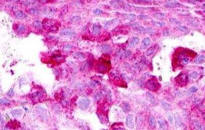 Immunohistochemistry-Paraffin: XCR1/CCXCR1 Antibody - BSA Free [NLS156]