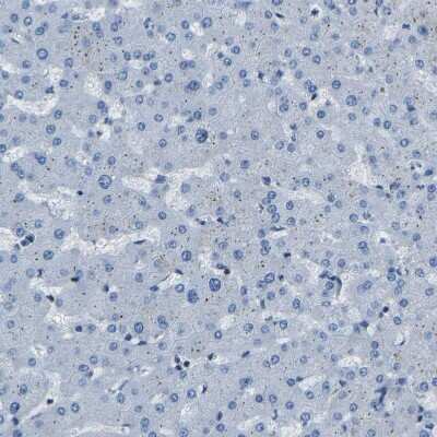 Immunohistochemistry-Paraffin: XIRP1 Antibody [NBP1-85529]