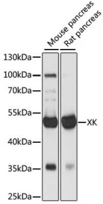 Western Blot: XK X-linked Kx blood group AntibodyAzide and BSA Free [NBP2-93011]