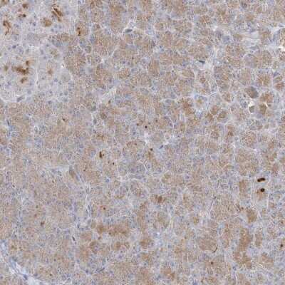 Immunohistochemistry-Paraffin: XKR3 Antibody [NBP2-33987]