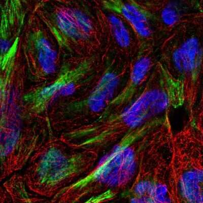 Immunocytochemistry/ Immunofluorescence: XKR6 Antibody [NBP2-68822]
