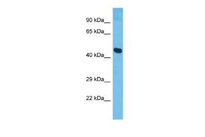 Western Blot: XKR8 Antibody [NBP2-83768]
