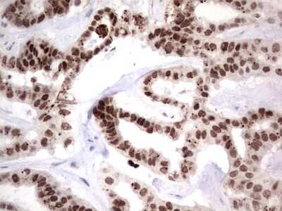 Immunohistochemistry: XLF Antibody (OTI1B5) [NBP2-46163]