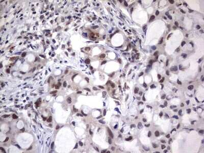 Immunohistochemistry: XLF Antibody (OTI1B5) [NBP2-46163]
