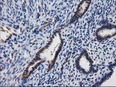 Immunohistochemistry-Paraffin: XLF Antibody (OTI3D6) [NBP2-03275]