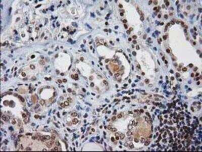 Immunohistochemistry-Paraffin: XLF Antibody (OTI3D6) [NBP2-03275]