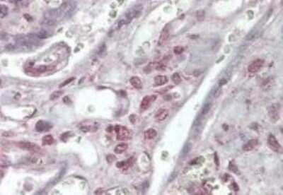 Immunohistochemistry-Paraffin: XLF Antibody [NB100-53799]
