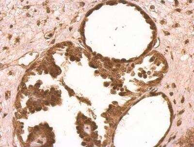 Immunohistochemistry-Paraffin: XLF Antibody [NBP1-31288]